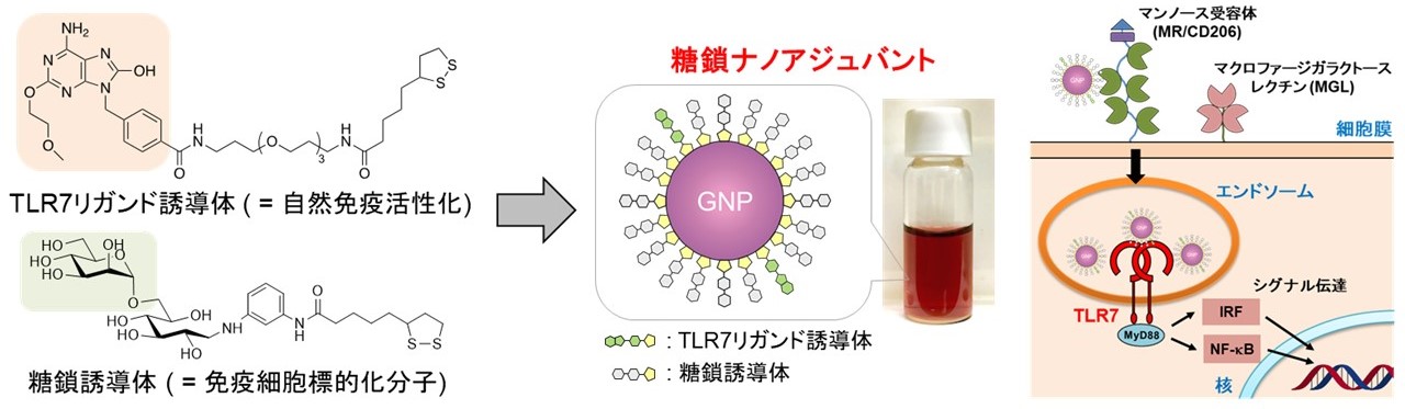 図. TLRの分布と免疫応答の流れ