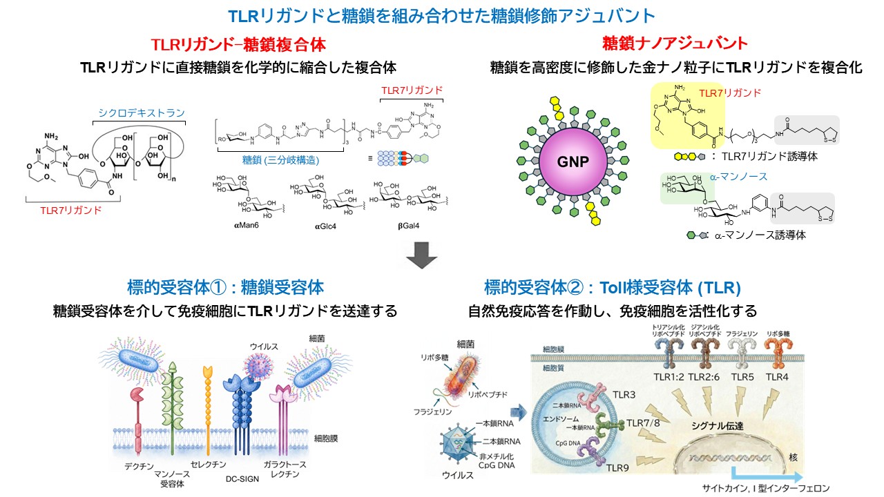 図. 糖鎖が関与する生命現象