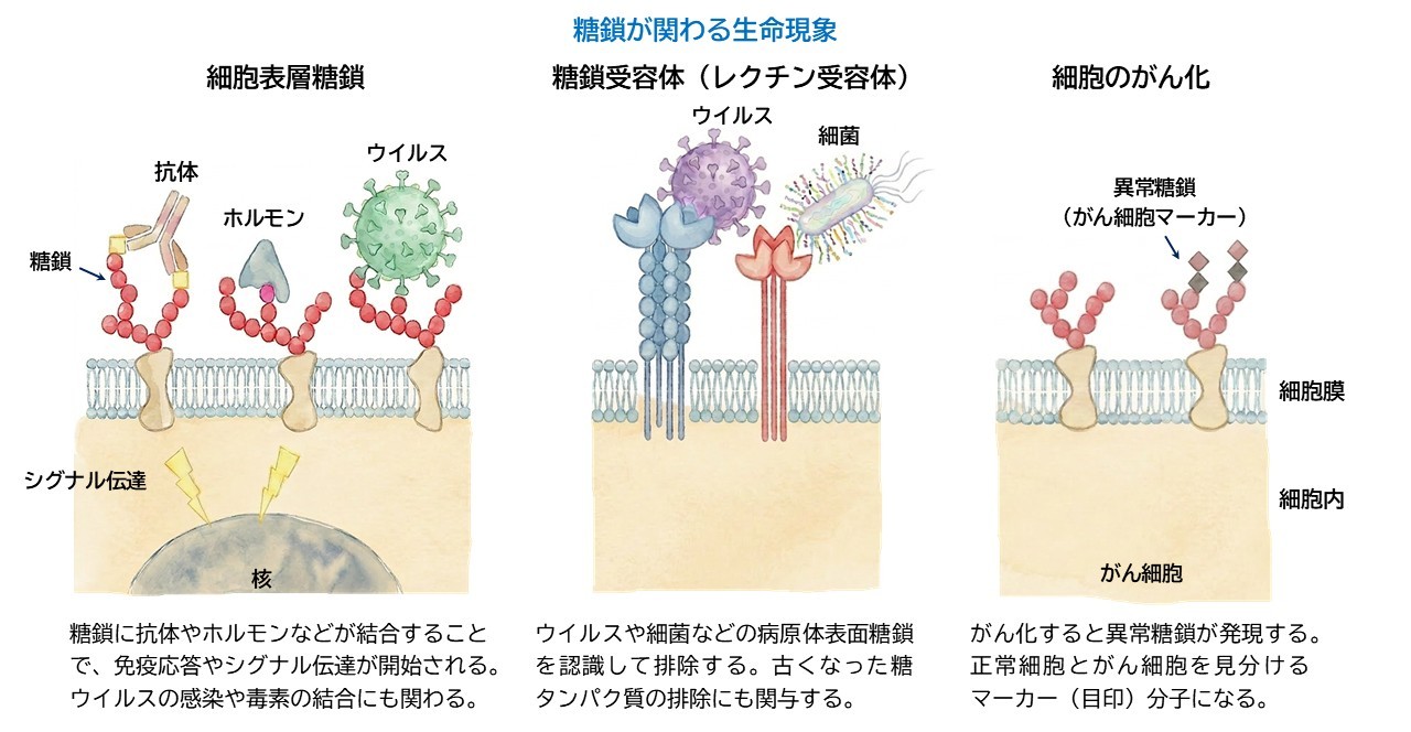 図. 糖鎖が関与する生命現象