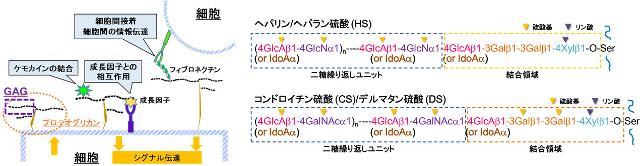 図. TLRが認識する分子とTLRの活性化によって誘導される免疫応答