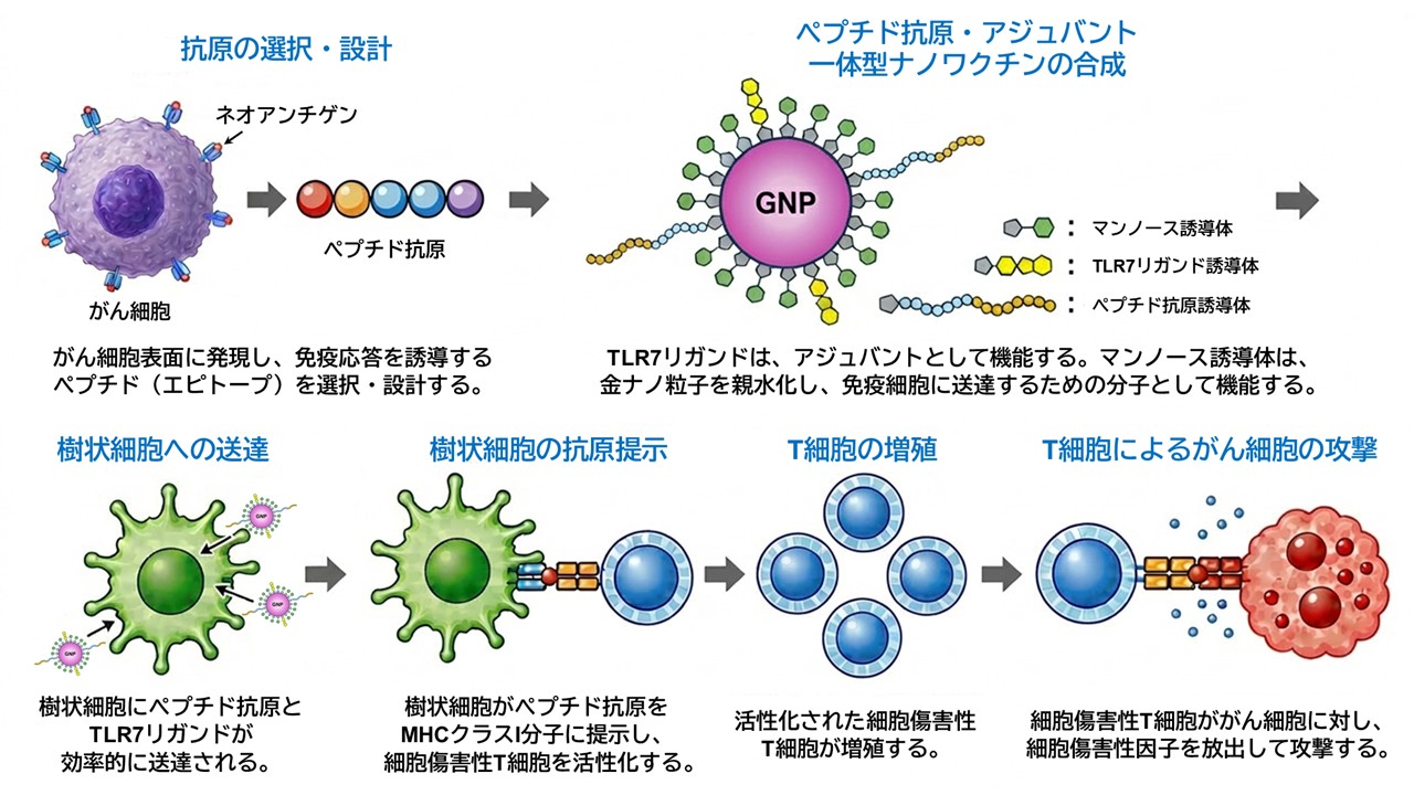 研究内容｜鹿児島大学工学部 生命有機化学研究室（若尾・新地研究室）