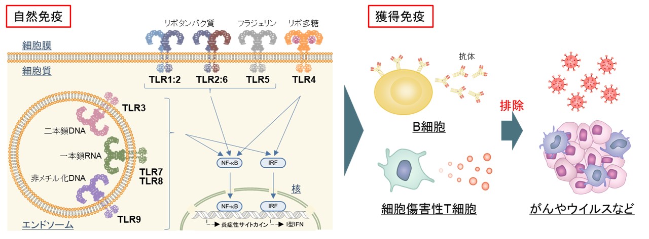 図. TLRが認識する分子とTLRの活性化によって誘導される免疫応答
