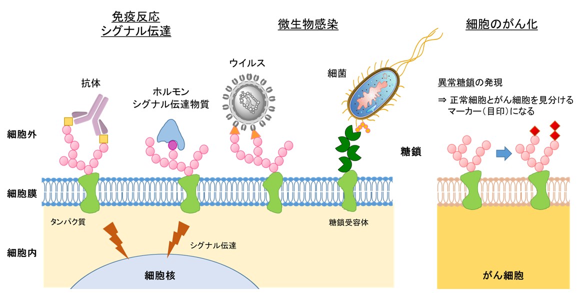 図. 糖鎖が関与する生命現象