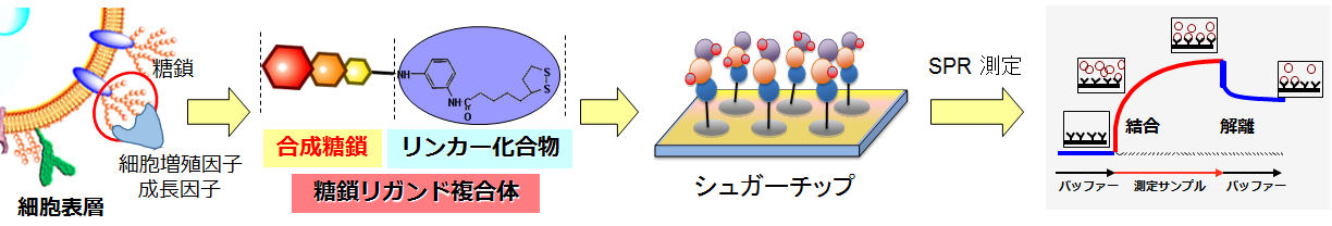 図. TLRの分布と免疫応答の流れ